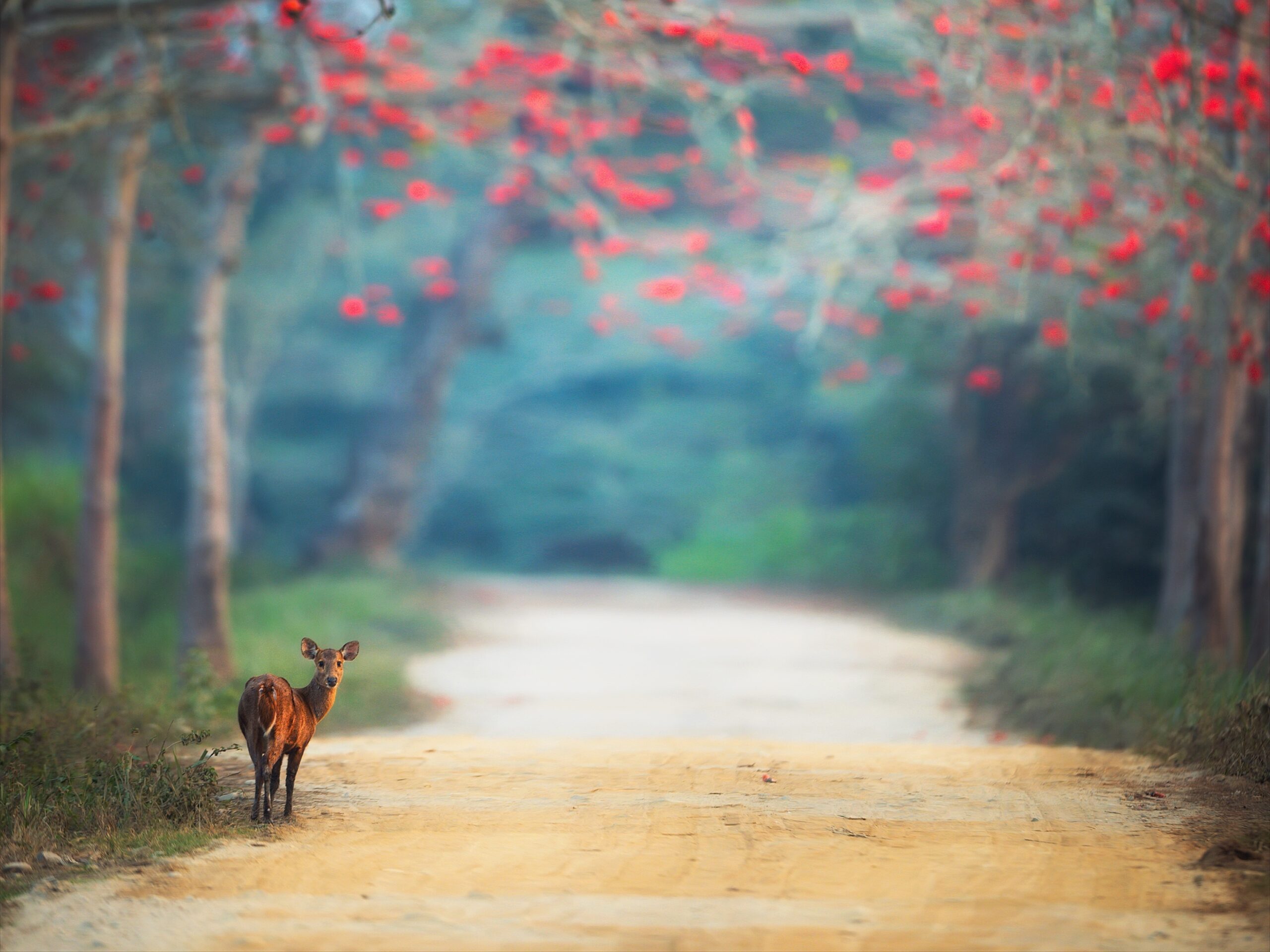 KAZIRANGA