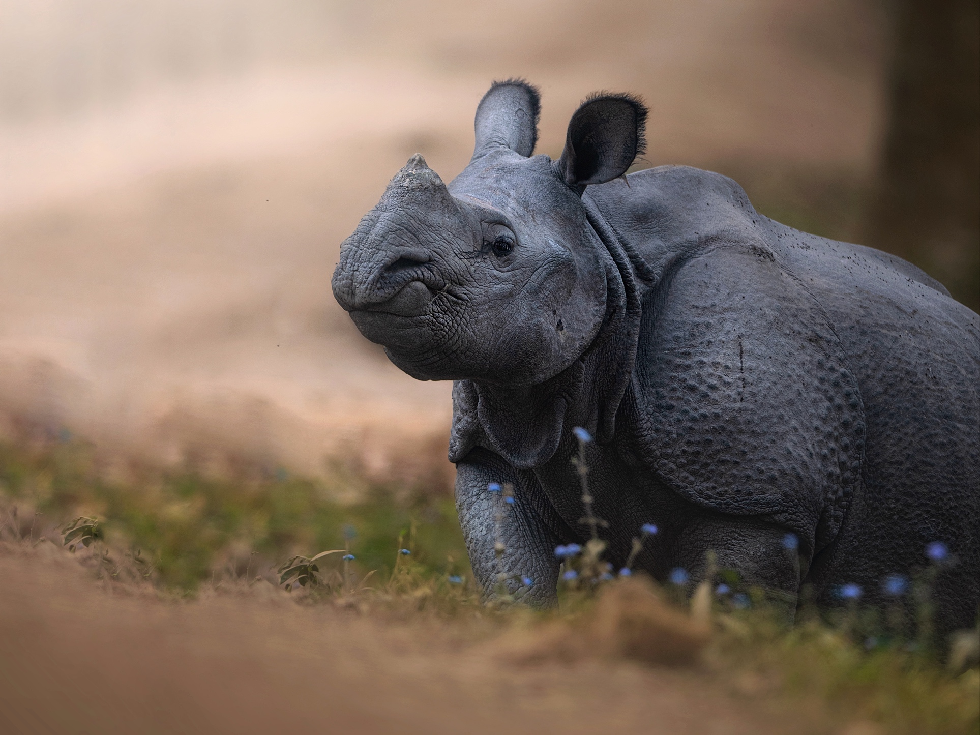 Assam: Poachers kill rhino for its horn in Kaziranga National Park -  Articles