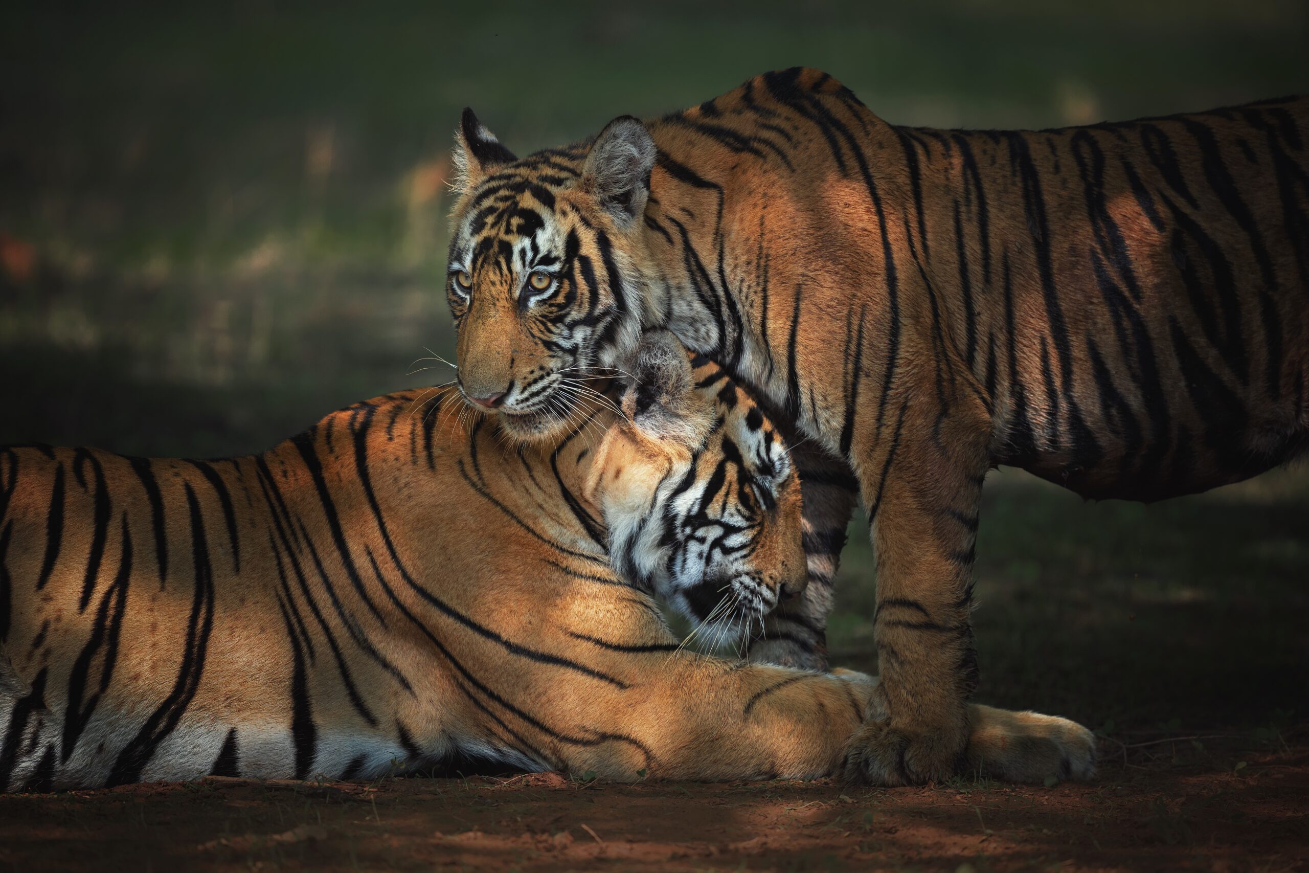 RANTHAMBORE